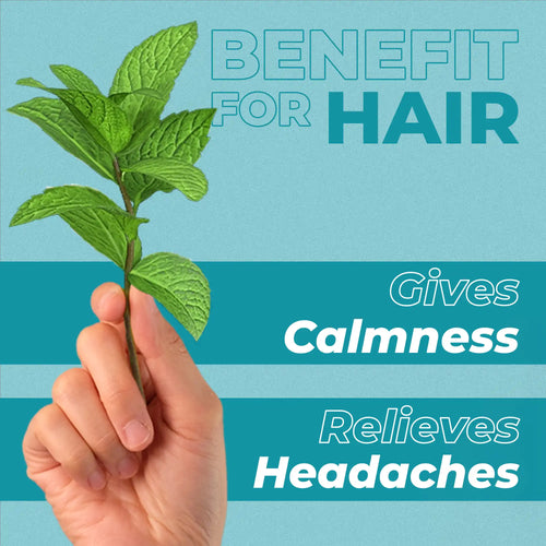 Hand holding green leaves with text about hair benefits of peppermint oil on a green background