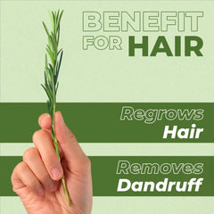 Hand holding a plant with text about hair benefits of Rosemary oil on a green background
